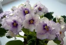Фіалки на підвіконні, Crystal Plum (F фіалки