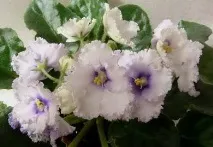 Фіалки на підвіконні, Crystal Plum (F crystal