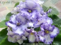 Фіалки на підвіконні, Crystal Plum (F фіалки