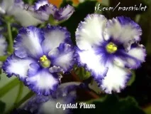 Фіалки на підвіконні, Crystal Plum (F crystal