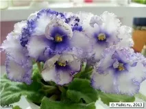 Фіалки на підвіконні, Crystal Plum (F підвіконні