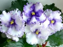 Фіалки на підвіконні, Crystal Plum (F crystal