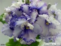 Фіалки на підвіконні, Crystal Plum (F фіалки
