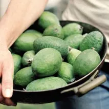 Фейхоа рецепти приготування на зиму (варення без варіння, компот, настоянка, фейхоа протерта з рецепти