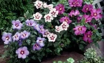 Гібіскус - особливості вирощування в саду, GreenMarket вирощування