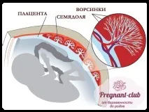 вагітності