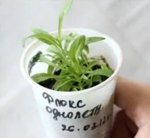Флокси на дачі, Це дача! дачі