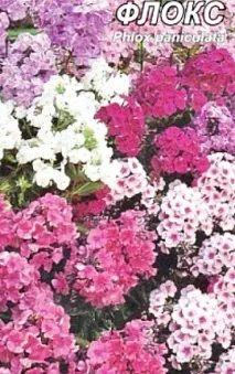 Флокси багаторічні, посадка та догляд посадка