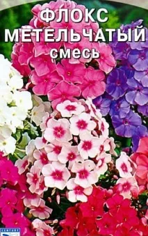 Флокси багаторічні, посадка та догляд багаторічні
