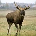 Голова звіра - пошук слів за маскою та визначенням, відповіді на сканворди голова