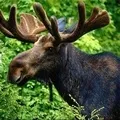Голова звіра - пошук слів за маскою та визначенням, відповіді на сканворди звіра