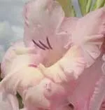 каталог