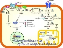 Глюкагон та його ефекти його