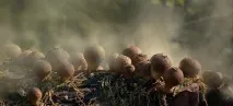 лікувальні