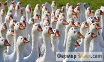 Гуси породи лінда зміст та догляд за ліндовськими гусятами породи