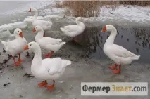 Гуси породи лінда зміст та догляд за ліндовськими гусятами породи