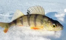 іванівський