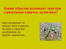 Яким чином виникає звук при стрекотінні цвіркуна, коника - Презентація 6768-8 цвіркуна