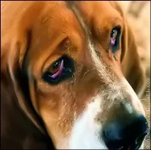 Як і чим лікувати отит у собак собак