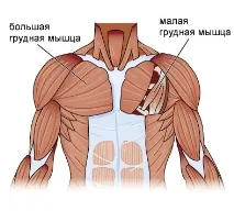 Як накачати грудні м’язи штангою та віджиманнями в домашніх умовах накачати