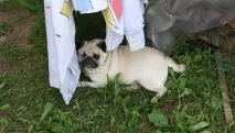 Як зрозуміти що собака вагітна (той тер’єр, чихуахуа, йорк, такса) в домашніх умовах йорк