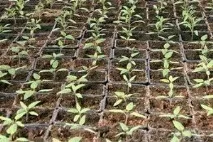 Грамотне вирощування перцю в теплиці з полікарбонату перцю