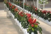 Грамотне вирощування перцю в теплиці з полікарбонату вирощування