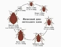 Як виглядають домашні клопи, чого бояться і як розмножуються, Кліщі, павуки, блохи, клопи клопи
