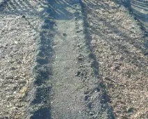 Як виростити моркву у відкритому грунті, солодку відкритому