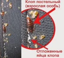 Як виглядають домашні клопи, чого бояться і як розмножуються, Кліщі, павуки, блохи, клопи бояться