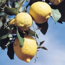 Як виростити лимон із насіння виростити