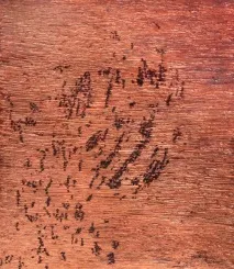 картини