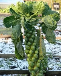 Як виростити брюссельську капусту, GreenMarket капусту