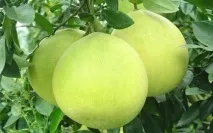 Калорійність продуктів - Які властивості у помело калорійність