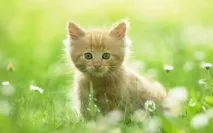 Як вивести солітера у кішок, Наші кішки та собаки вивести