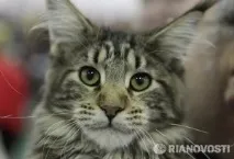 Як вивести солітера у кішок, Наші кішки та собаки солітера