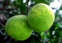 Калорійність продуктів - Які властивості у помело калорійність
