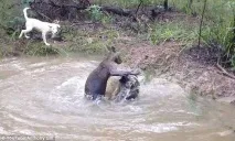 Кенгуру Я вас не розумію! кенгуру