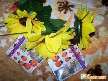Кавовийтопіарій або кавове дерево своїми руками, Хрестик кавове