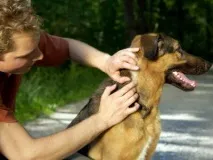 Кліщі у собак собак