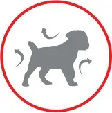 Корм для цуценят породи йоркширський тер’єр до 10 місяців Royal Canin Yorkshire Terrier royal