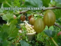 Компот на зиму з аґрусу та чорної смородини. зиму