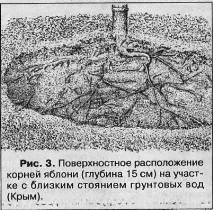 Коріння та ґрунтова вода - Сади Сибіру вода