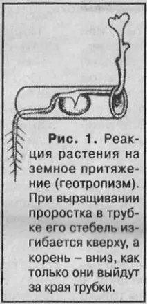 Коріння та ґрунтова вода - Сади Сибіру ґрунтова