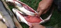 Червона ікра корисні властивості, який сорт краще вживати який