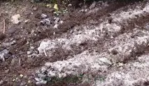 насіння