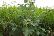Лопух при цукровому діабеті рецепти, користь від використання лопух