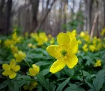 Лютики в міфах та легендах Історія появи садового жовтця Види садових рослин легендах