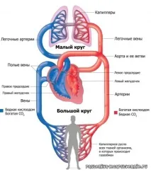 Мале і велике коло кровообігу в організмі людини, схема - Популярне про здоров’я коло