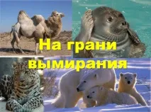Міжнародний день захисту тварин цілі, історія та привітання міжнародний